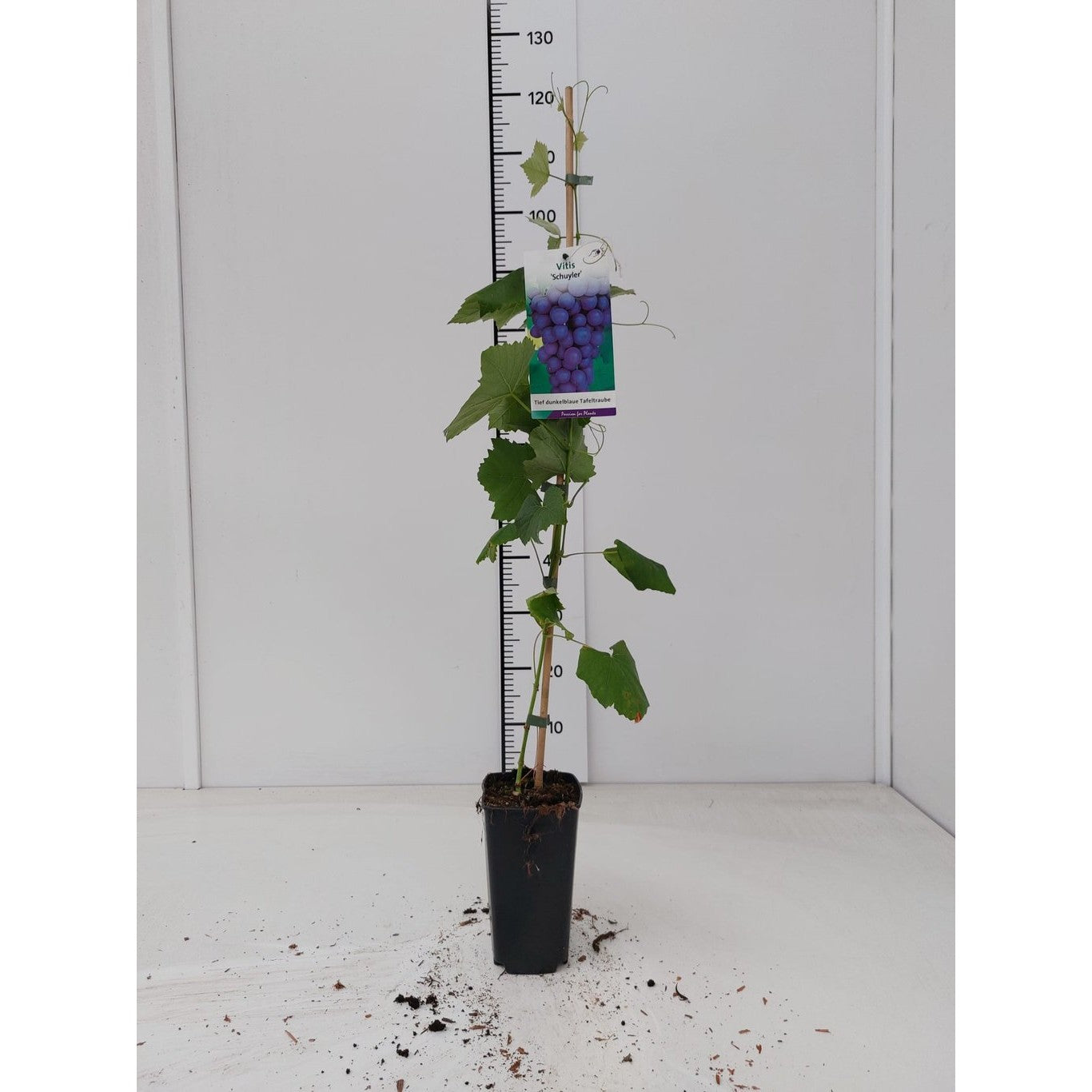 Vinranka – Vitis 'Schuyler' - C2 60-80 CM Stick